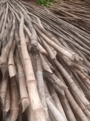 Oshotp Thick Long Bamboo