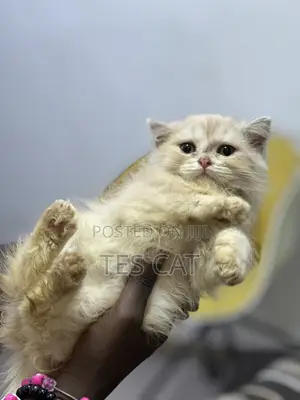 1-3 months Female Purebred Persian