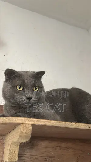 1+ year Male Purebred Scottish Fold