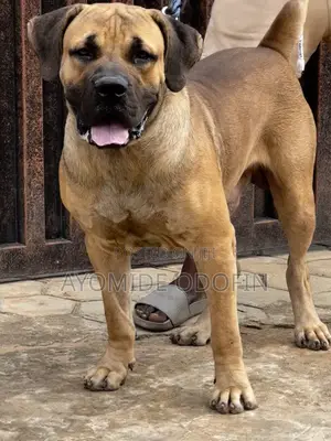1+ year Male Purebred Boerboel