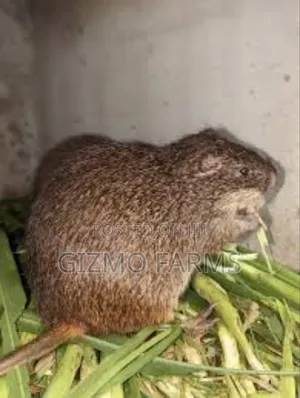 Adult Male Grasscutter for Sale