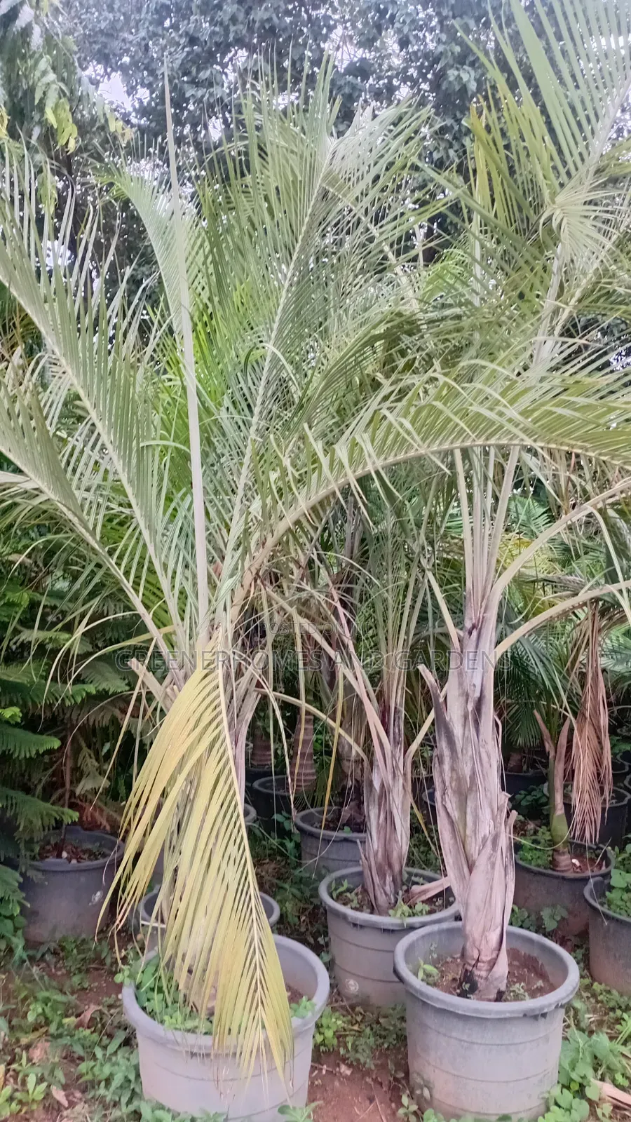 Triangular Palm
