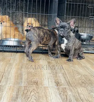3-6 months Male Purebred French Bulldog