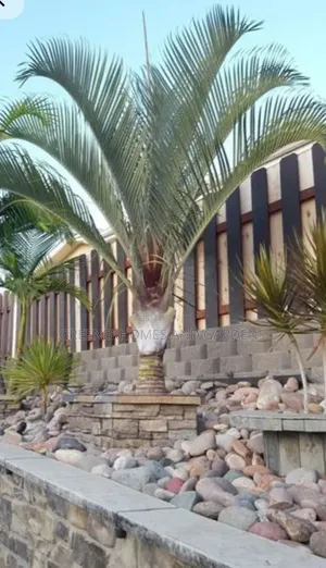 Triangular Palm