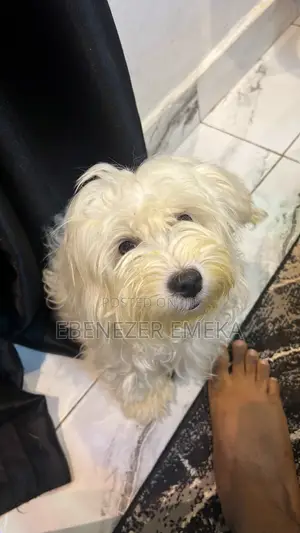 1+ year Male Purebred Lhasa Apso