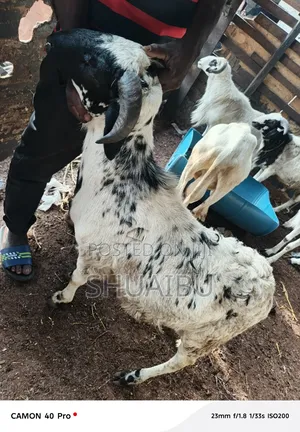 Life Rams at Affordable Price