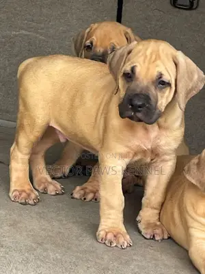 1-3 months Male Purebred Boerboel