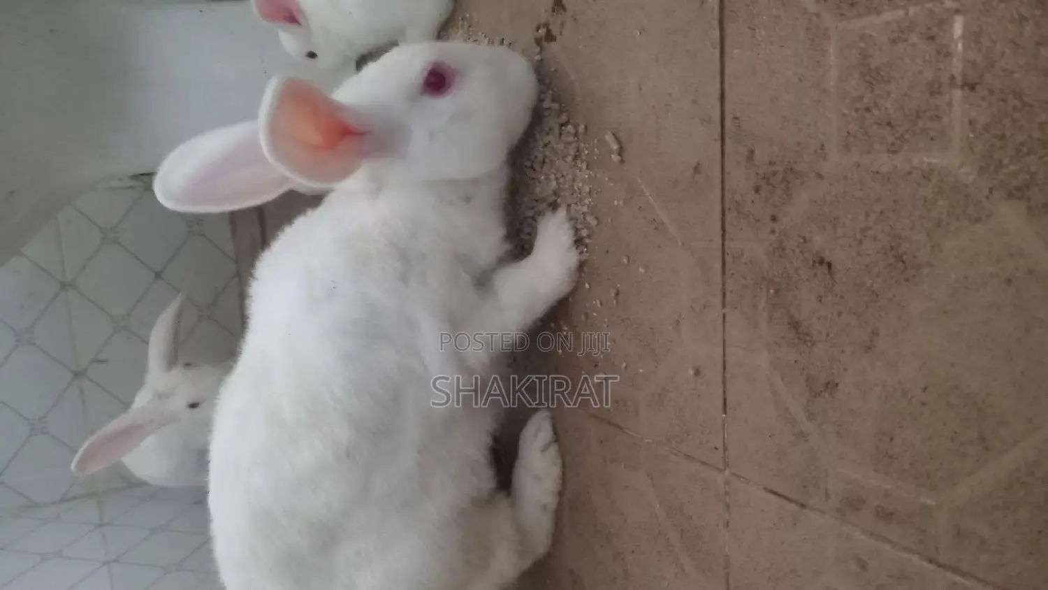 Affordable Rabbit Vendor in Ikorodu