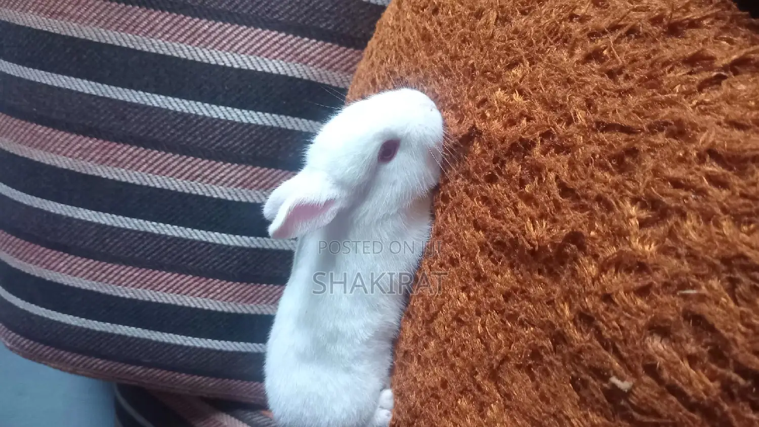 Affordable Rabbit Vendor in Ikorodu