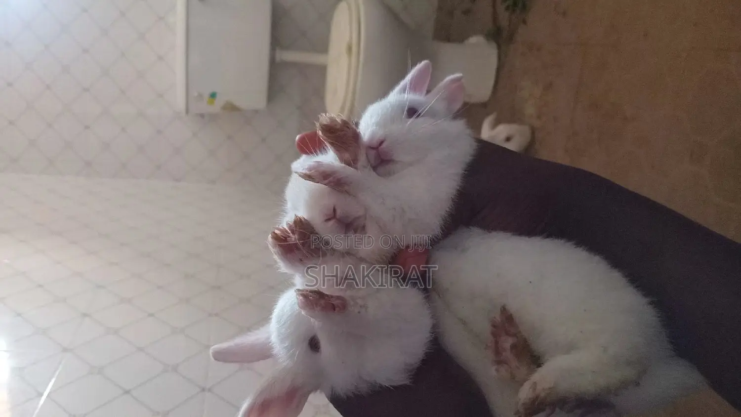 Affordable Rabbit Vendor in Ikorodu