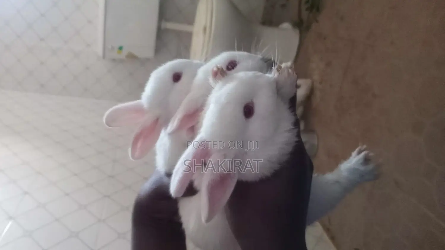 Affordable Rabbit Vendor in Ikorodu