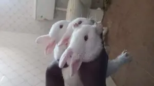 Affordable Rabbit Vendor in Ikorodu