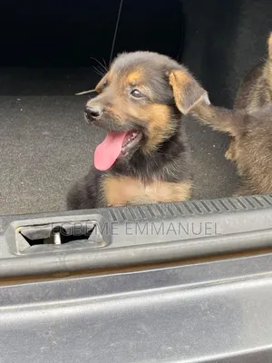 1-3 months Female Purebred German Shepherd