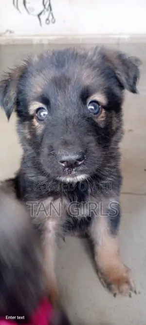 1-3 months Female Purebred German Shepherd