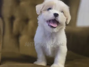 1-3 months Female Purebred Lhasa Apso