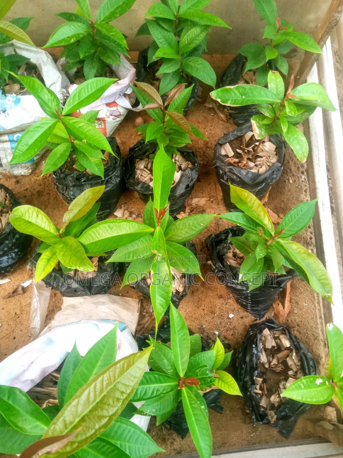 Malay Apple Seedlings