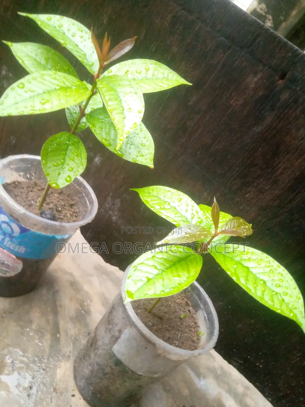 Malay Apple Seedlings