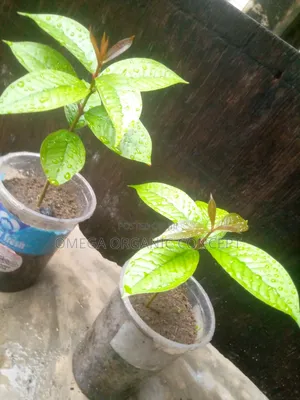 Malay Apple Seedlings