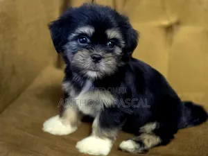 1-3 months Female Purebred Lhasa Apso