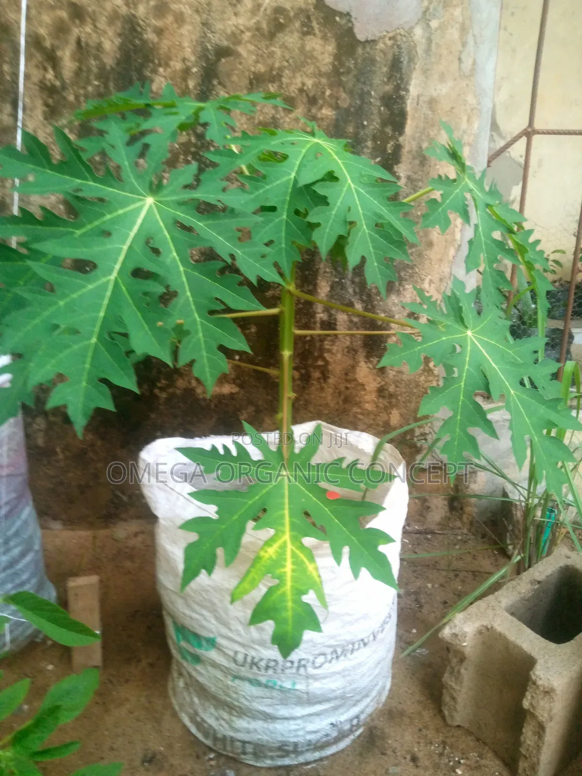 Dwarf Papaya