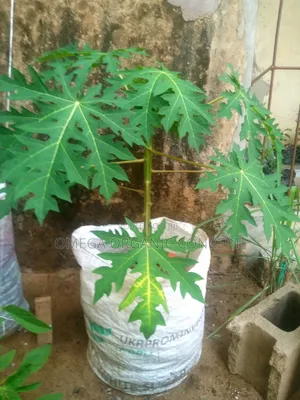 Dwarf Papaya