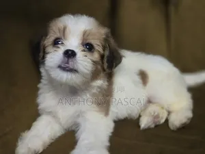 1-3 months Male Purebred Lhasa Apso