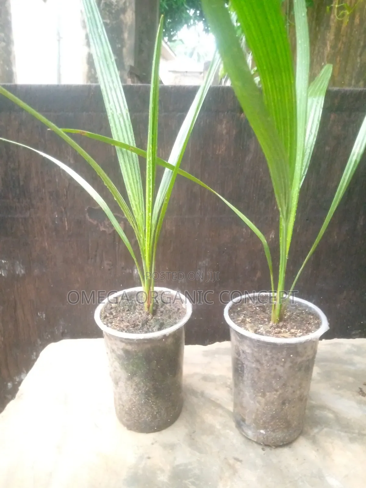 Dates Palm Seedlings