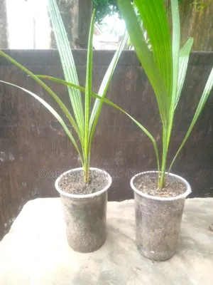 Dates Palm Seedlings