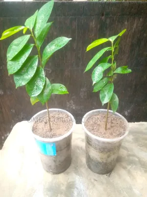 Soursop Seedlings
