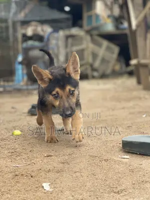 1-3 months Female Purebred German Shepherd
