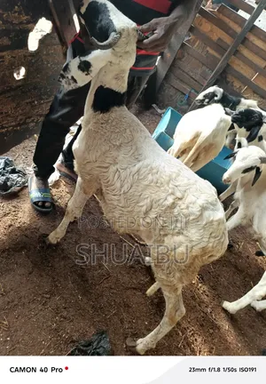 Life Rams for Sale