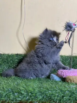 1-3 months Female Purebred Persian