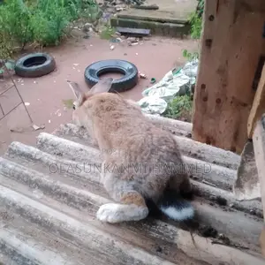 Algoniyu Rabbitry
