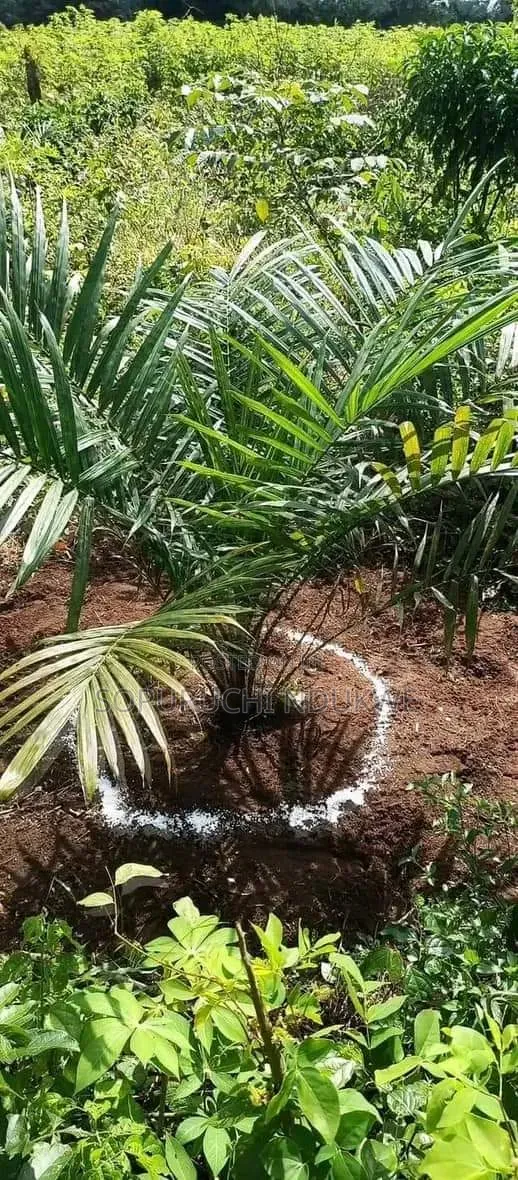 Fumigation Services (Pest/Weed Control)