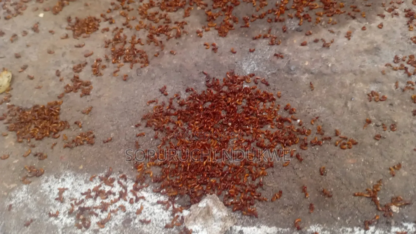 Fumigation Services (Pest/Weed Control)