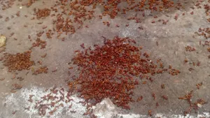 Fumigation Services (Pest/Weed Control)