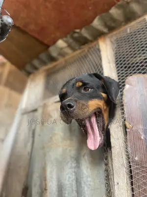 1+ year Female Purebred Rottweiler