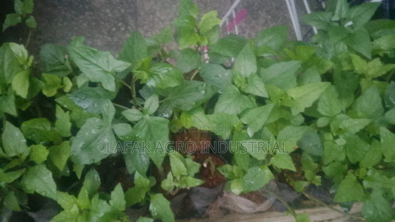 Worowo Seedlings