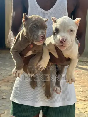 1-3 months Female Purebred American Bully