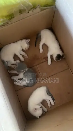 1-3 months Female Mixed Breed Tabby