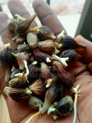 Pure Tenera Oil Palm Seeds