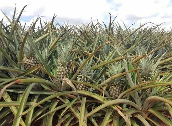 Sweet Pineapple Suckers