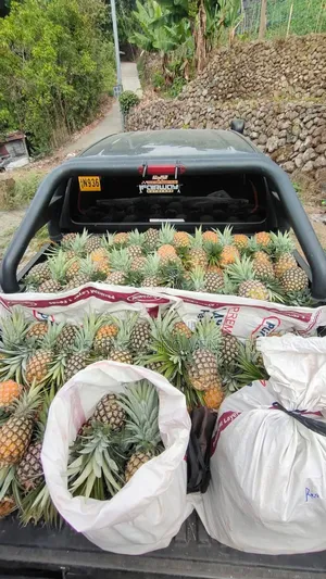 Sweet Pineapple Suckers