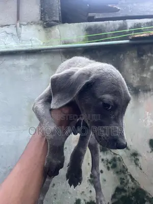 1-3 months Male Mixed Breed American Pit Bull Terrier