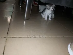 0-1 month Female Purebred Persian