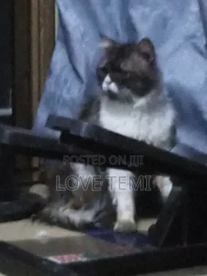 1+ year Male Purebred Ragdoll