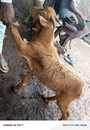 Life Goat at Affordable Price