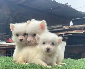 1-3 months Female Purebred American Eskimo
