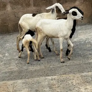 Goats and Sheep for Sale