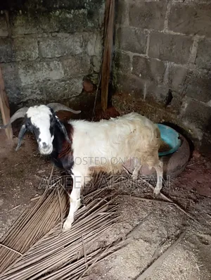 Healthy, Home-Grown Ram for Sale – Great Size (Ibadan)